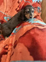 Wally , a male Miniature Dachshund for sale in Perkins, OK – 5 of 9