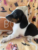 Cory , a male Miniature Dachshund for sale in Perkins, OK – 7 of 8