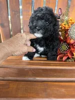 Bella, a female Bichpoo for sale in Perkins, OK – 8 of 9
