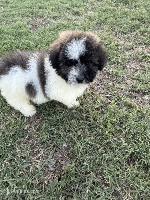 Ricky – Bichpoo puppy for sale in Perkins, OK
