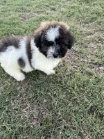 Ricky, a male Bichpoo for sale in Perkins, OK – 1 of 8