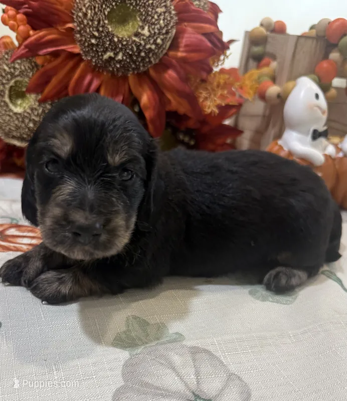 Glory – Miniature Dachshund puppy for sale in Perkins, OK