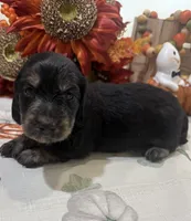 Glory, a female Miniature Dachshund for sale in Perkins, OK – 1 of 10