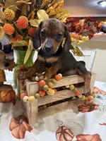Annie , a female Miniature Dachshund for sale in Perkins, OK – 4 of 7