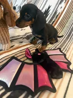 Jay, a male Miniature Dachshund for sale in Perkins, OK – 3 of 8