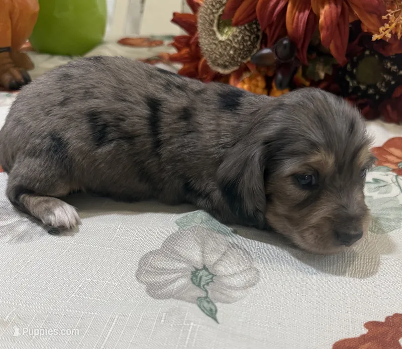 Liberty  – Miniature Dachshund puppy for sale in Perkins, OK
