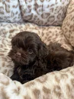 Chewy , a male Shihpoo for sale in Perkins, OK – 7 of 9