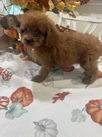 Zion , a male Cavapoo for sale in Perkins, OK – 3 of 9