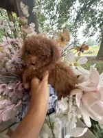 Chloe, a female Poodle - Miniature  for sale in Perkins, OK – 2 of 9