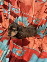 Wally , a male Miniature Dachshund for sale in Perkins, OK – 6 of 9