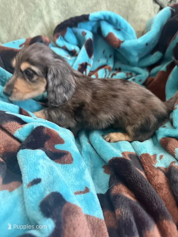 Wally  – Miniature Dachshund puppy for sale in Perkins, OK