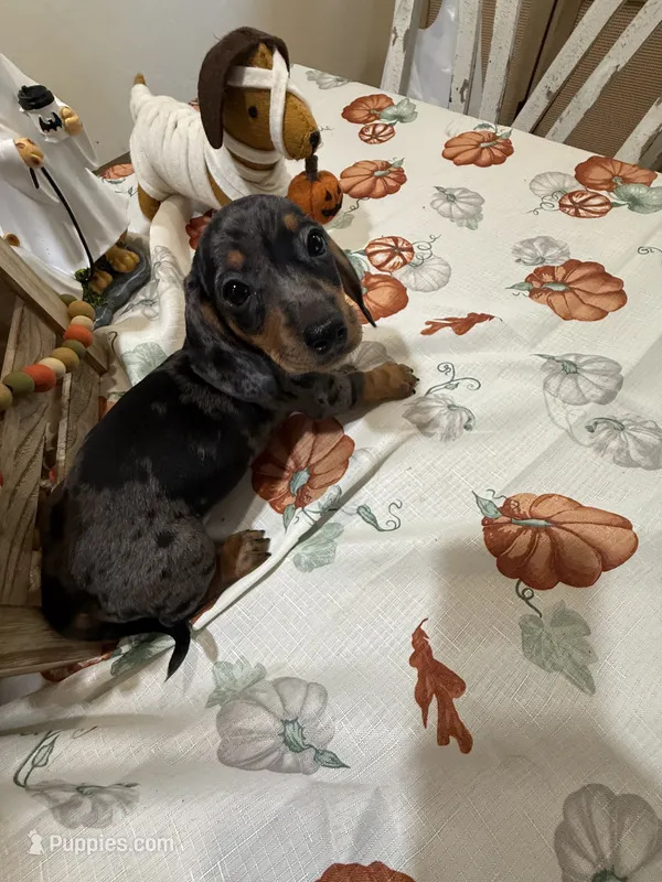 Harry  – Miniature Dachshund puppy for sale in Perkins, OK