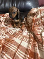 Jamie, a female Miniature Dachshund for sale in Perkins, OK – 2 of 10