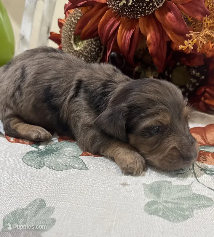Lincoln  – Miniature Dachshund puppy for sale in Perkins, OK
