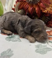 Lincoln , a male Miniature Dachshund for sale in Perkins, OK – 1 of 9