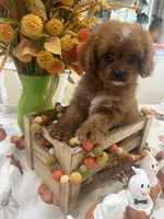Delta , a female Cavapoo for sale in Perkins, OK – 3 of 8
