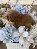 Joey, a male Cavapoo for sale in Perkins, OK – 2 of 7