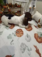 Sadie, a female Miniature Dachshund for sale in Perkins, OK – 8 of 8