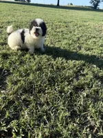 Todd, a male Bichpoo for sale in Perkins, OK – 5 of 10