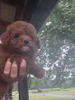Ricardo, a male Poodle - Miniature  for sale in Perkins, OK – 3 of 9