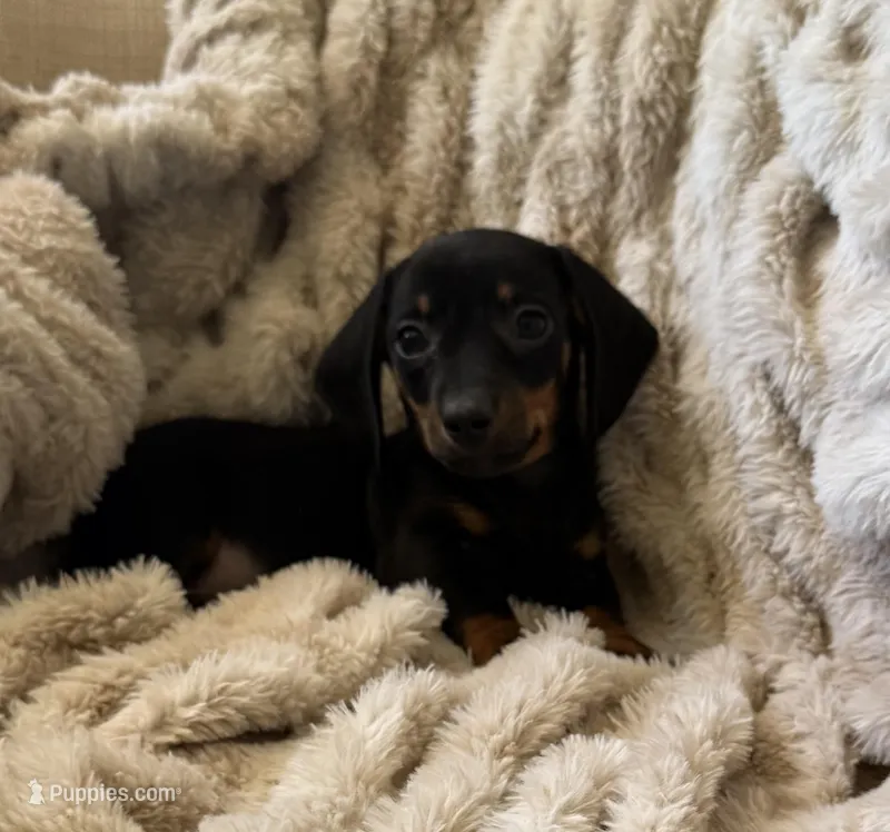 Alex – Miniature Dachshund puppy for sale in Perkins, OK
