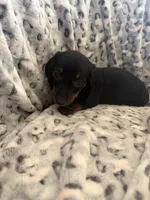 Alex, a male Miniature Dachshund for sale in Perkins, OK – Photo 7 of 9