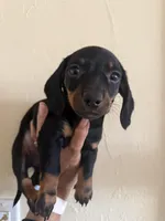 Alex, a male Miniature Dachshund for sale in Perkins, OK – Photo 3 of 9
