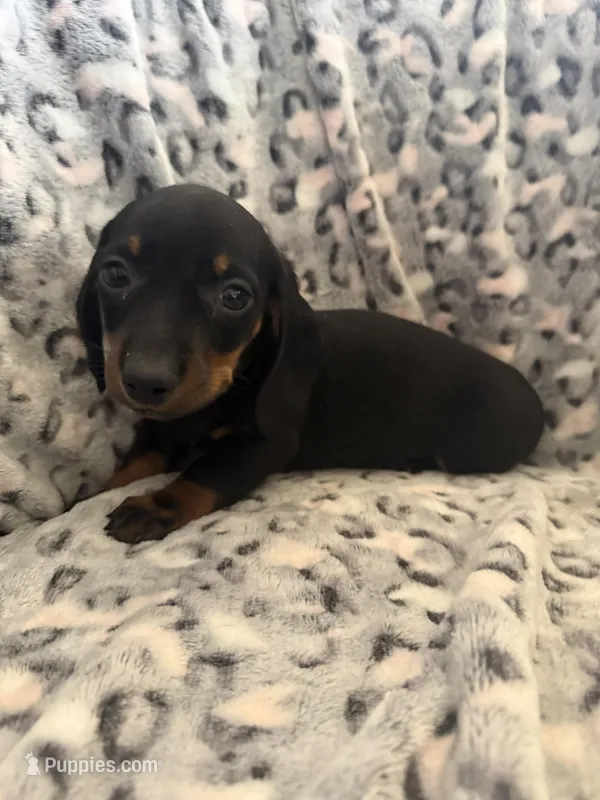 Alex – Miniature Dachshund puppy for sale in Perkins, OK