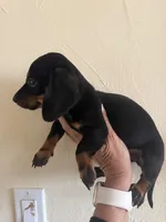 Alex, a male Miniature Dachshund for sale in Perkins, OK – Photo 4 of 9