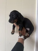 Alex, a male Miniature Dachshund for sale in Perkins, OK – Photo 6 of 9