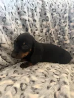 Alex, a male Miniature Dachshund for sale in Perkins, OK – Photo 5 of 9