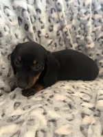 Alex, a male Miniature Dachshund for sale in Perkins, OK – Photo 9 of 9