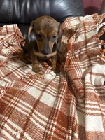 Jamie, a female Miniature Dachshund for sale in Perkins, OK – 4 of 10