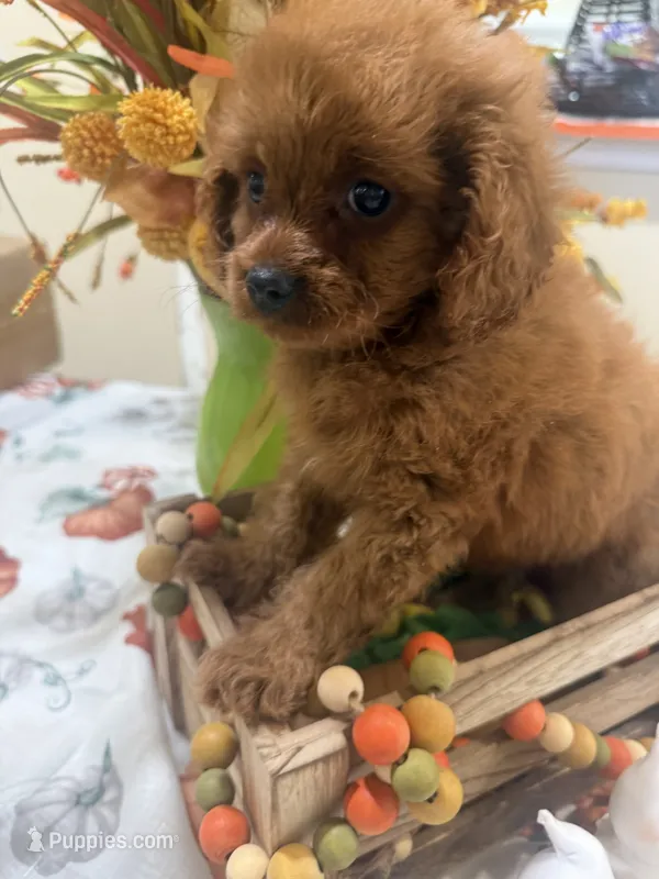 Ruthie  – Cavapoo puppy for sale in Perkins, OK
