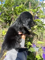 Chandler, a male Miniature Dachshund for sale in Perkins, OK – 9 of 10