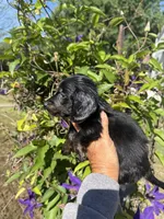 Chandler, a male Miniature Dachshund for sale in Perkins, OK – 8 of 10