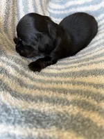 Chandler, a male Miniature Dachshund for sale in Perkins, OK – Photo 5 of 10