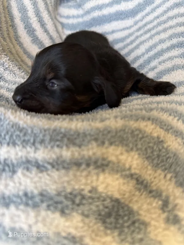 Chandler – Miniature Dachshund puppy for sale in Perkins, OK