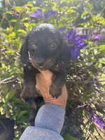 Chandler, a male Miniature Dachshund for sale in Perkins, OK – 6 of 10