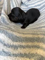 Chandler, a male Miniature Dachshund for sale in Perkins, OK – Photo 4 of 10