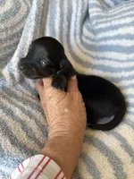 Chandler, a male Miniature Dachshund for sale in Perkins, OK – Photo 8 of 10