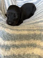 Chandler, a male Miniature Dachshund for sale in Perkins, OK – Photo 3 of 10