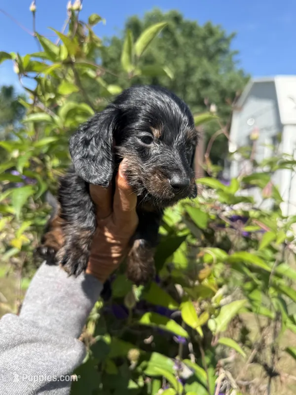 Chandler – Miniature Dachshund puppy for sale in Perkins, OK
