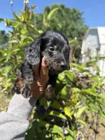 Chandler, a male Miniature Dachshund for sale in Perkins, OK – 1 of 10