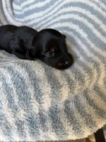 Chandler, a male Miniature Dachshund for sale in Perkins, OK – Photo 7 of 10