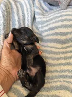 Chandler, a male Miniature Dachshund for sale in Perkins, OK – Photo 9 of 10