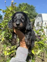 Chandler, a male Miniature Dachshund for sale in Perkins, OK – 2 of 10