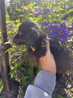 Chandler, a male Miniature Dachshund for sale in Perkins, OK – 7 of 10