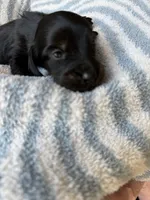 Chandler, a male Miniature Dachshund for sale in Perkins, OK – Photo 2 of 10