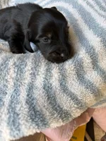 Chandler, a male Miniature Dachshund for sale in Perkins, OK – Photo 6 of 10